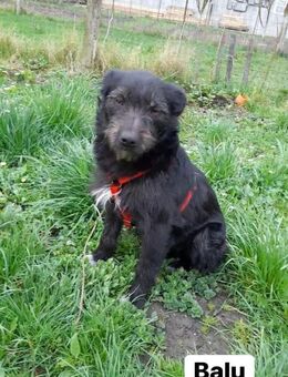 Balu - ein wunderbarer Hund - Willich