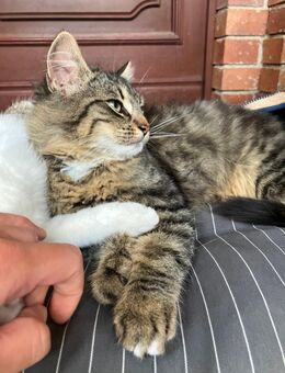 19 Wochen Halblanghaar verkuschelt Kater abzugeben - Peitz