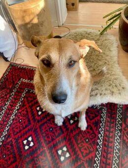 CHICLETE WARTET AUF IHR EIGENES ZUHAUSE - Mönchengladbach