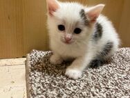 Babaykatze - Homburg