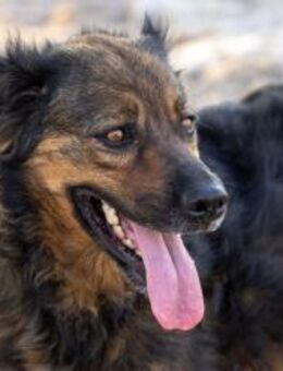 Duquesa - Zuhause gesucht - Duisburg