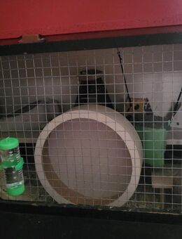 Ein Liebevolles zu Hause, sucht einen Hamster - Hamburg