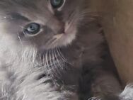 Maine coon silver babys - Remscheid