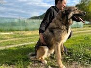 Karli sucht sein Körbchen - München