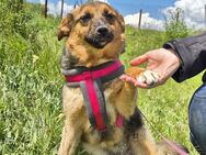 Liebe Ruby sucht eine neue Bleibe - Kleinostheim