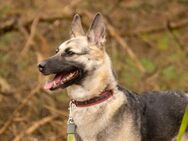 Abby - Powerpacket sucht Zuhause - Salzwedel (Hansestadt) Zentrum