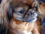 Pekinese Hündin 6 Jahre - Oberhausen-Rheinhausen