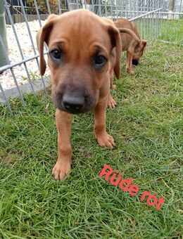 Rhodesian Ridgeback Welpen (noch 2 Mädels und 4 Kerlchen) - Oberrot