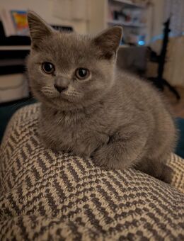 Reinrassige BKH Kitten - Gummersbach Zentrum