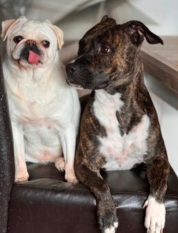 American Bull Terrier - Damme Zentrum
