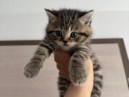 BKH Kitten - Ehingen (Donau)