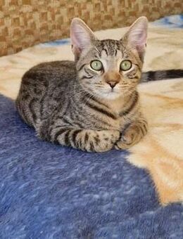 Hübscher gertigerter Kater Borko - Augsburg