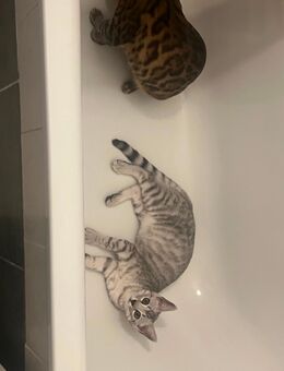 Britisch kurzer Bengal Mix Kater kitten - Berlin