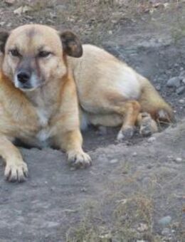 Bonny wartet schon 8 Jahre im Shelter 🐾 - Elsdorf (Nordrhein-Westfalen)