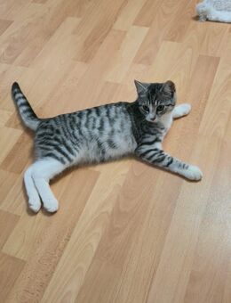 Liebevolle Katze „Kitty“ sucht ein neues Zuhause 🐾 - Herzberg (Harz)