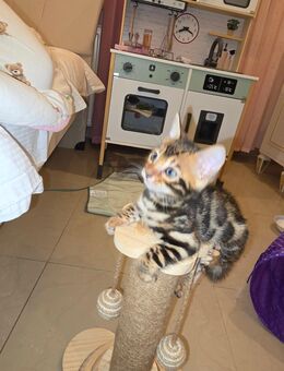 Bengal Katze Reinrassige - Frankfurt (Main) Zeilsheim