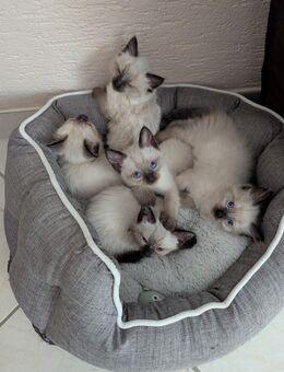 Siam Kitten 3 Mädchen 2 Junge davon je 1 langhaarige - Boppard Zentrum