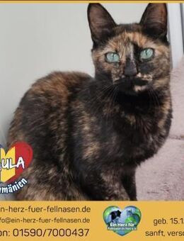 Paula wartet auf ihr Für-immer-Zuhause - Waakirchen