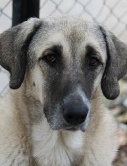 Little Pumpkin, geb. ca. 11/2021, GR - Markdorf