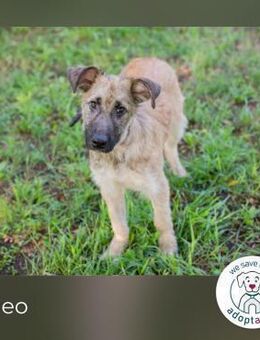 Kaleo: Sanft, still, zum Verlieben - Kirchzell