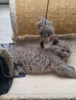 4 BKH Kitten suchen ein neues Zuhause - Arendsee (Altmark) Kerkau