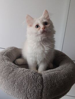 Garfield Maine Coon Perser Kater, Katzenjunge, Kater, Katzenbabys, Babykatzen, Katzen, cats - Berlin Steglitz-Zehlendorf