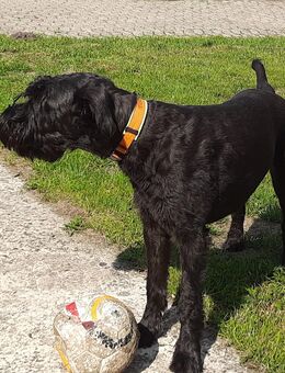 Wurfankündigung Schnoodle Riesenschauzer / Mittelpudel - Fürstenau