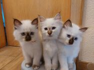 Kitten Heilige Birma - Rahden Kleinendorf