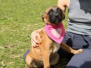 Süße Lillifee sucht Wirkungskreis - München