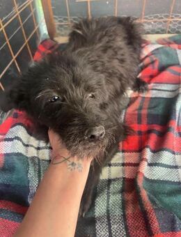 ❤️ Zuckersüße Leila sucht Körbchen ❤️ - Overath