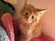 Maine Coon XXL Kitten - Essen
