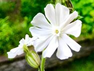 Weiße Lichtnelke, Silene alba, 50 Samen, Insektenfreundlich, Naturgarten, Balkon, Winterhart - Altdorf (Nürnberg)