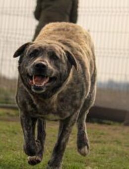 Natasa-PP-schüchterne Maus sucht Zuhause - Neustadt (Rübenberge)