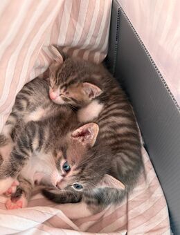 Mix Kitten abzugeben!! - Mössingen