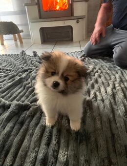 Pomeranian - Mehlingen