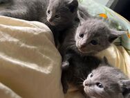 Russisch Blau Katzen Babys - Berlin Lichtenberg