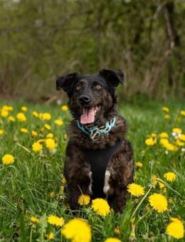 Browny, lernwilliger Rüde, 6J 88299 - Vaterstetten