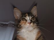 MAINE COON reinrassig - Kassel Mitte/Innenstadt