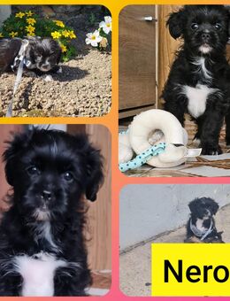 Shih-Tzu, Yorkshire-Terrier Mix - Bruchweiler