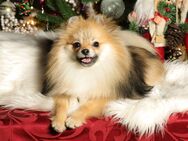 Pomeranian / Deutscher Zwergspitz Rüde sucht neues Zuhause - Bad Iburg