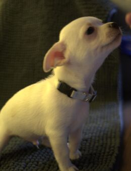 Noch 2 Chihuahua Welpen suchen Traumzuhause - Gladbeck