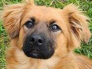 Hundejunge SONNY - Gefrees