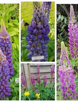 Samen Lupine Bio rosa, lila, dunkelrosa, viele weitere Sorten - Norderstedt