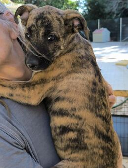 Miko sucht ein Zuhause - Arnsberg