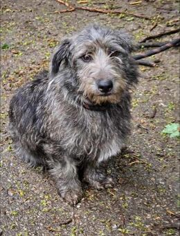 Menschenbezogener DUSTY sucht ♥️ - München
