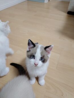 Katzen, Baby Katzen, Kitten - Schwerte (Hansestadt an der Ruhr)