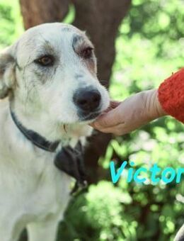 Victor2 fröhlich und lieb 03/22 ESP - Ruppertsecken