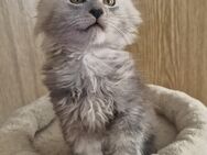 Reinrassige Maine Coon Kitten - Flöha