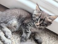 Mainecoon Siam Mixkitten - Schweinfurt