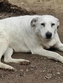 NOTFALL ❣️ Mira - Mutige 🐭 Maus❣️ - Eislingen (Fils)